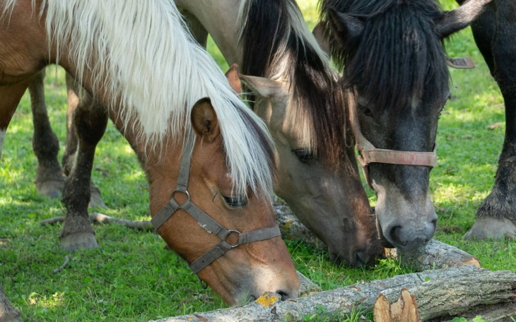 Trzy konie pasące się na zielonej łące.