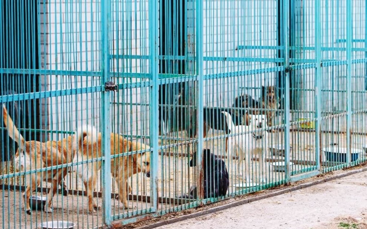 Psy w klatkach w schronisku, czekają na adopcję.