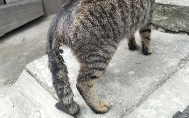 Zbiórka Kot Bajka - leczenie i badania - zdjęcie główne