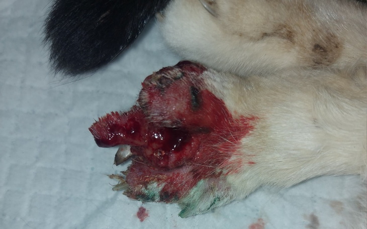 Zbiórka Uratujmy łapkę Pełzaczka - zdjęcie główne