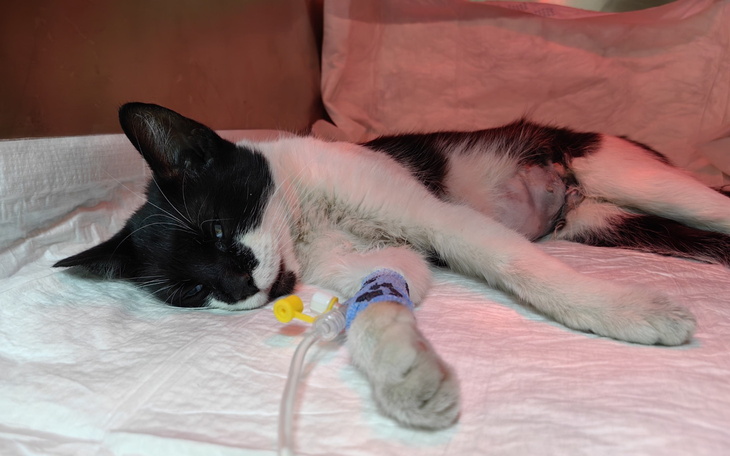 Chory kot leżący na łóżku szpitalnym z kroplówką.