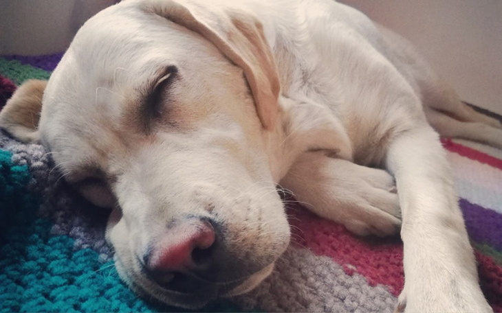 Zbiórka Protezy dla Coco - zdjęcie główne