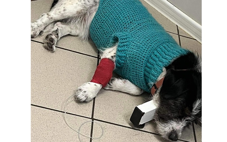 Zbiórka Tola - walka z padaczką - zdjęcie główne