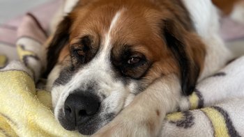 Zbiórka Walka z Oponiakiem - miniaturka zdjęcia