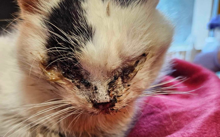 Zbiórka Dla Kotka z Biestrzykowic - zdjęcie główne