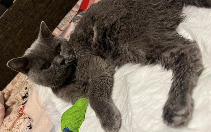 Szary kot leżący na łóżku z opatrunkiem.