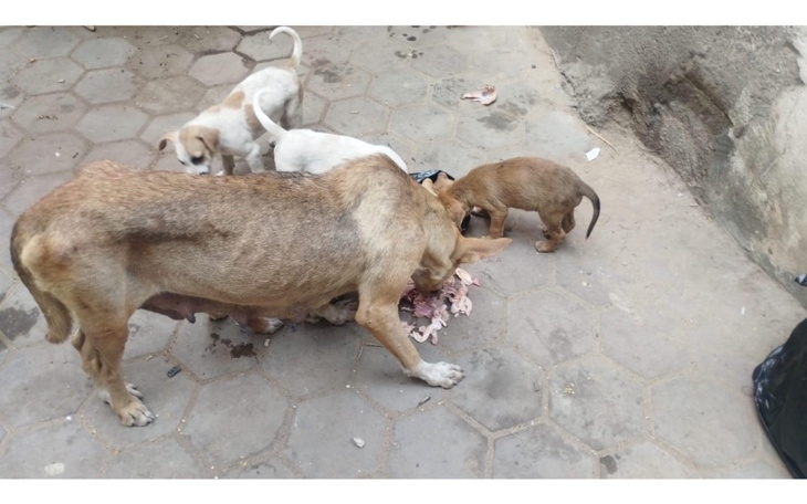 Psy jedzące resztki jedzenia na ulicy, w grupie.