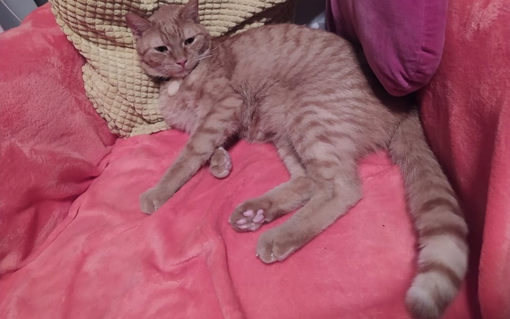 Zbiórka Ratowanie życia kotka Wiktorka - zdjęcie główne