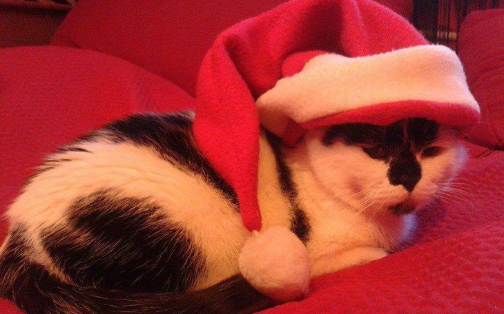 Zbiórka Kiermasz na Kocie Łakocie 1 - zdjęcie główne