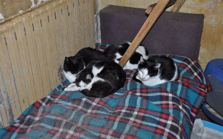 Zbiórka Zbiórka na węgiel - zdjęcie główne