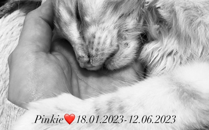 Zbiórka Ratujmy malutkiego Pinkiego - zdjęcie główne