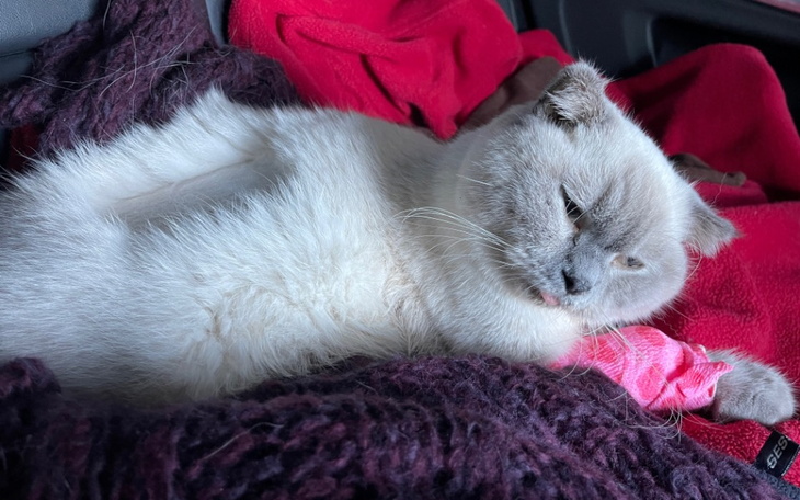 Zbiórka fip-błagam o pomoc dla Teodora - zdjęcie główne