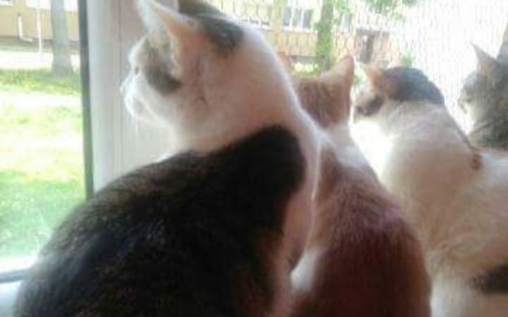 Zbiórka DT " koty z przystani " - zdjęcie główne