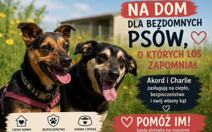 Plakat promujący pomoc dla bezdomnych psów.