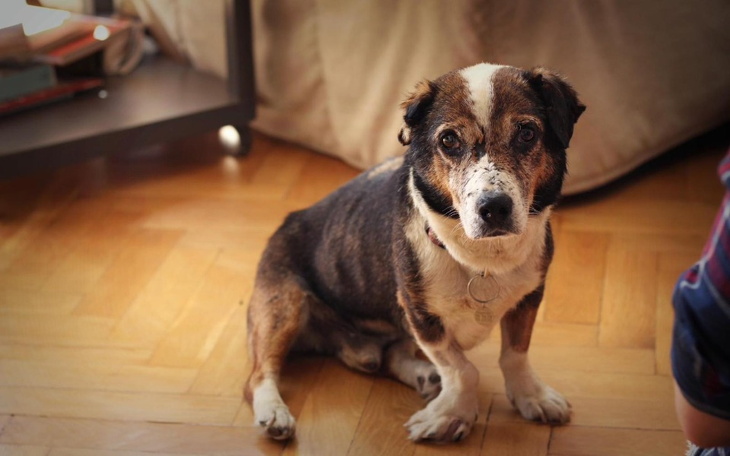 Zbiórka Życie Zygzaka bez strasznego ból - zdjęcie główne