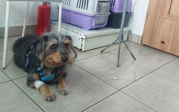 Grupa kotów bawi się na podjeździe, w tle samochody.