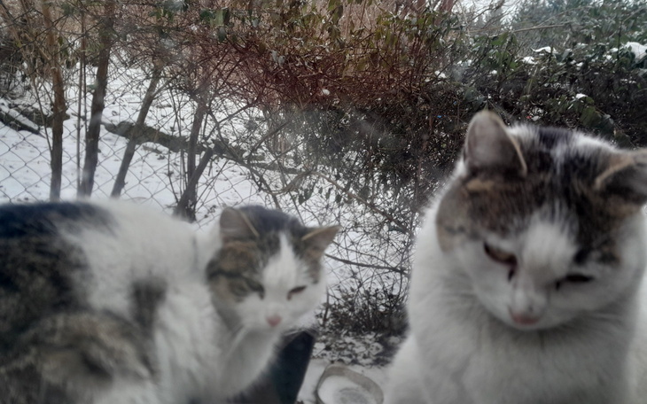 Dwa koty patrzące przez okno w zimowy dzień.