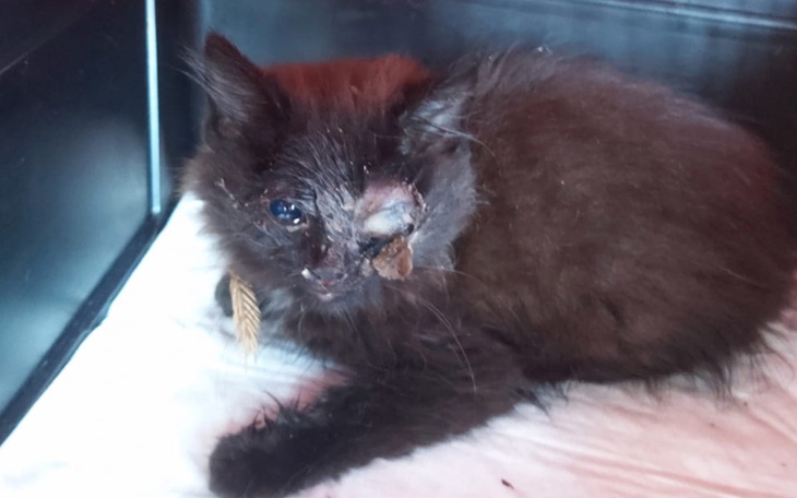 Zbiórka Operacja oczka Basieńki - zdjęcie główne