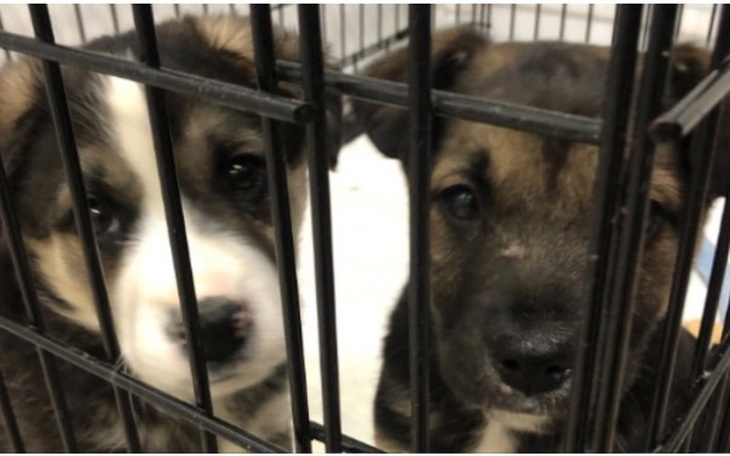 Zbiórka NA RATUNEK MALUCHOM i ICH MATCE - zdjęcie główne