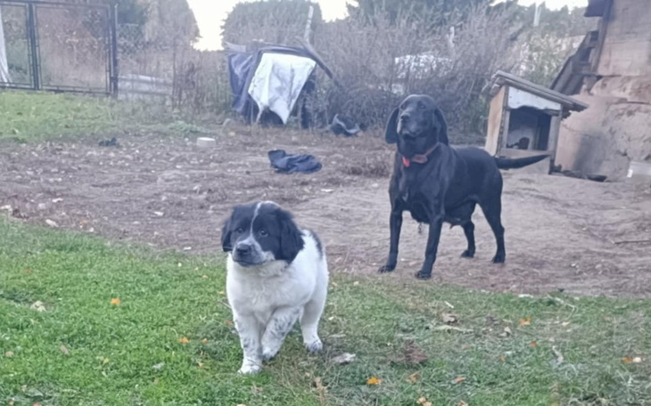 Zbiórka Ciepła Buda Dla Psiaków - zdjęcie główne