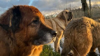 Zbiórka Pomóż w walce o ich życie - miniaturka zdjęcia