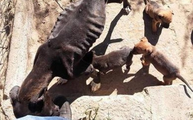 Pies z szczeniętami w ogrodzie, widać ich interakcję.