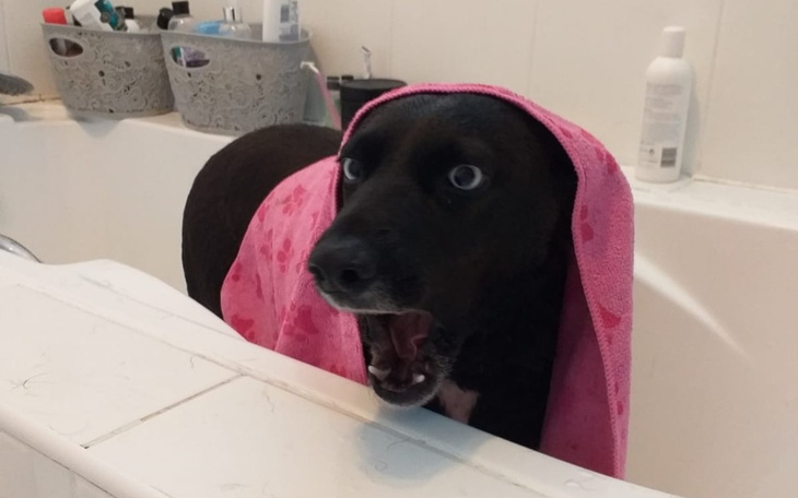 Zbiórka Łapka Lunki - zdjęcie główne