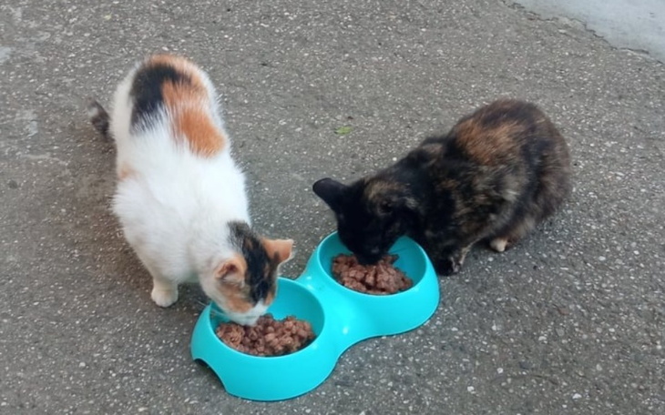 Zbiórka Budka dla bezdomnych kotów - zdjęcie główne