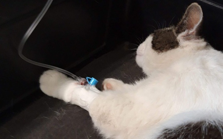 Zbiórka ŻYCIE DLA AKIRY kotka bez łapki - zdjęcie główne