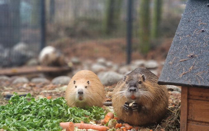 Dwa bobry jedzące warzywa w ogrodzie.