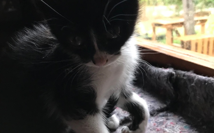 Czarno-biały kociak, patrzący w stronę obiektywu.