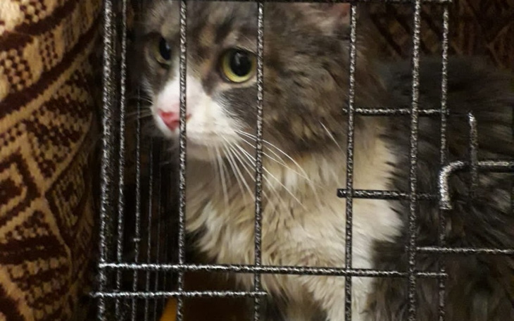 Zbiórka Transporty zwierząt z Ukrainy - zdjęcie główne