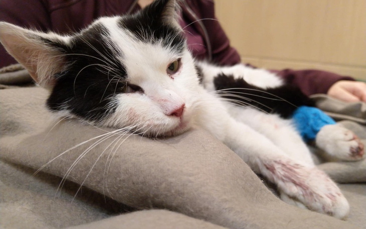 Kot leżący na kocu, wygląda na zmęczonego.