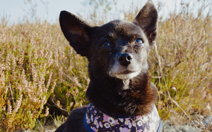 Zbiórka Pomóżcie uratować ząbki - zdjęcie główne