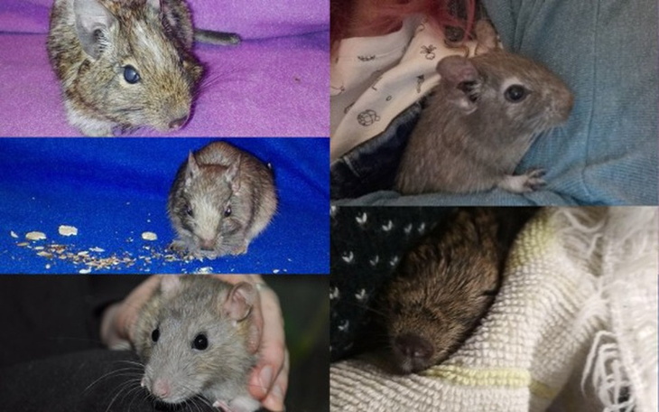 Zbiórka Eza, Aria, Sansa,Halina i Silver - zdjęcie główne