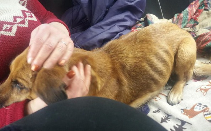 Zbiórka Zagłodzona sunia błaga o pomoc - zdjęcie główne