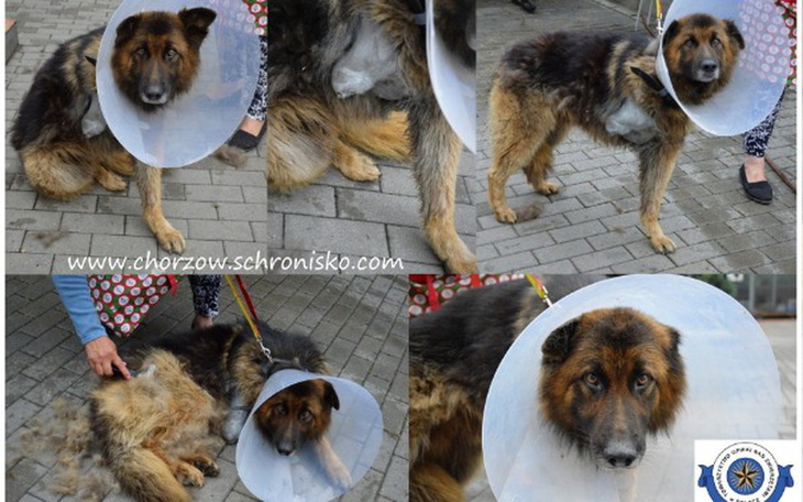 Zbiórka Kołnierze dla chorych psiaków - zdjęcie główne