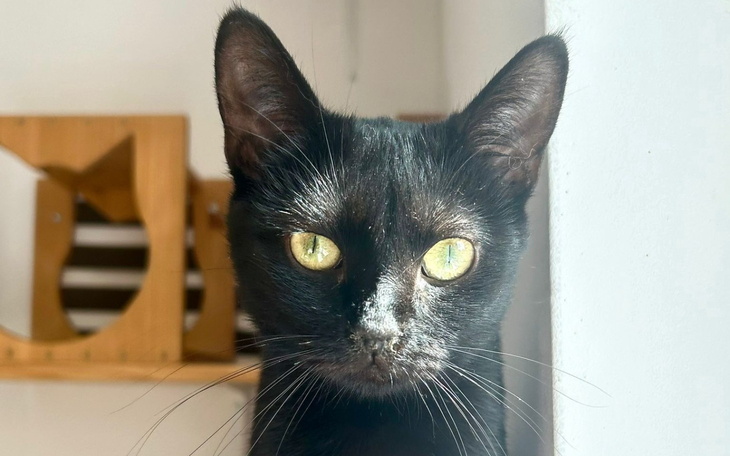 Czarny kot z zielonymi oczami, patrzący w stronę obiektywu.