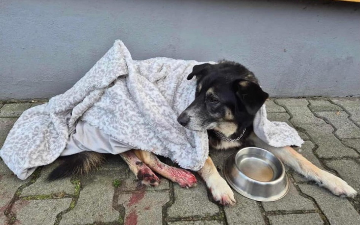 Zbiórka Zbieram na operację psiaka - zdjęcie główne