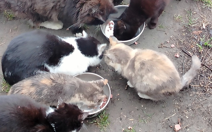 Grupa kotów jedzących z misek na podwórku.