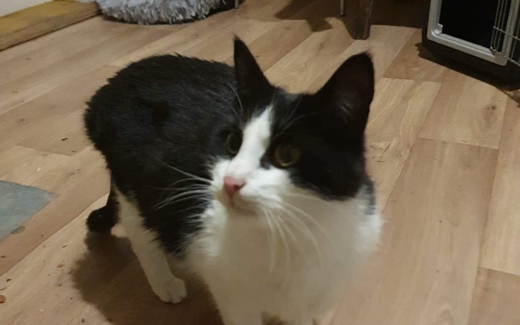 Zbiórka Pomoc dla kota Kordiana - zdjęcie główne