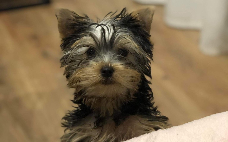 Zbiórka Pomoc dla pieska Missy - zdjęcie główne