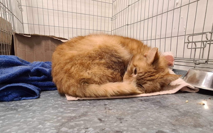 Zbiórka Ratujemy Walentego - zdjęcie główne