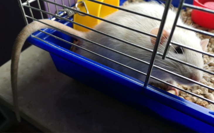 Zbiórka Dom tymczasowy dla szczurów - zdjęcie główne