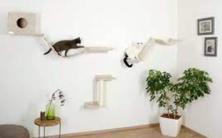 Zbiórka Zbieram na kącik dla kotów. - zdjęcie główne