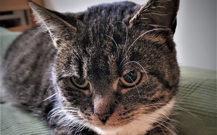 Zbiórka Dla Mani - zdjęcie główne