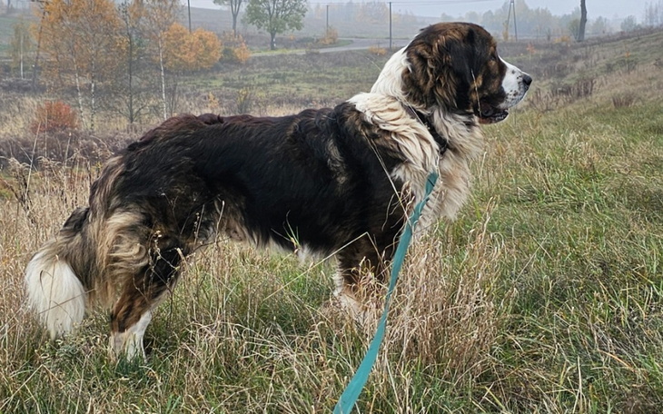 Zbiórka Ogarnijmy futro Vegasa - zdjęcie główne