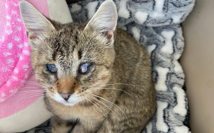 Kot z uszkodzonym wzrokiem leżący na miękkim kocyku.