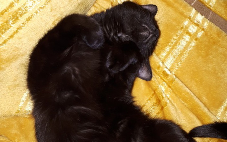 Zbiórka Zlozenie lapki kotka - zdjęcie główne