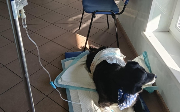 Pies w szpitalu weterynaryjnym, leżący na podłodze.